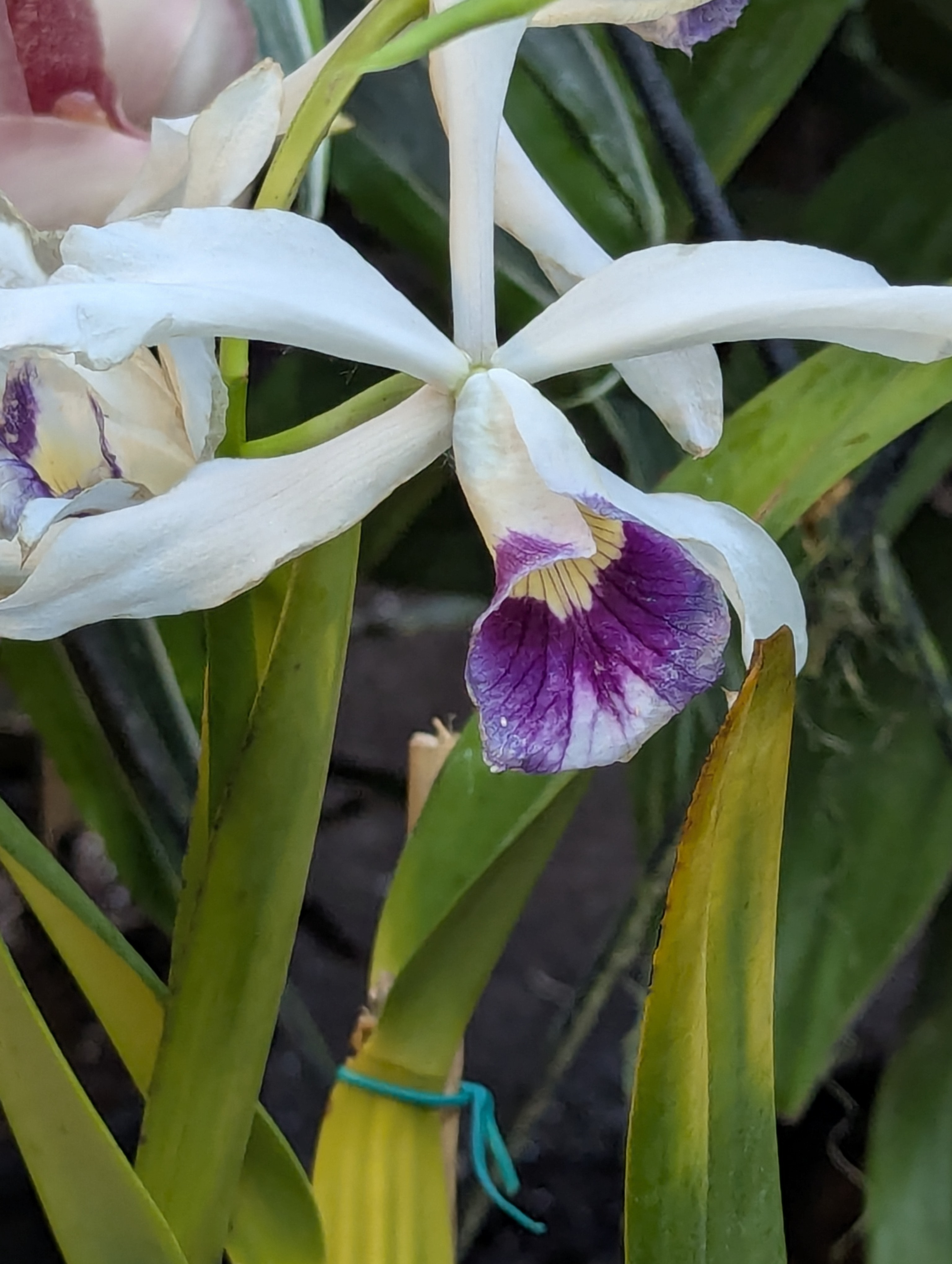 Birthday Trip to Canada, Edmonton, Pyramids, Muttart Observatory